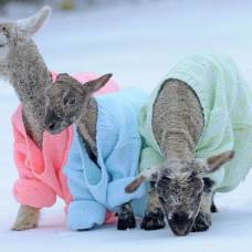 Ягнят снежинку, морозку и снежку одели в яркие свитера