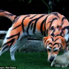 Лабрадор в образе тигры из винни-пуха