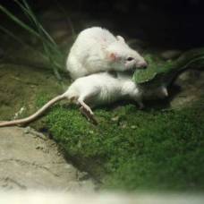 Мышь пыталась спасти друга от голодной змеи
