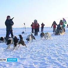 Собаки спасли провалившегося в полынью полярного исследователя федора конюхова