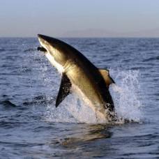 Самцы и самки белых акул живут раздельно