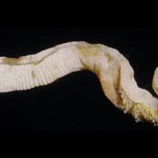 Найден морской червь, живший около 505 млн лет назад