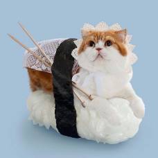 Приключения суши-кошек