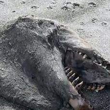 На пляж новой зеландии выбросило девятиметрового доисторического монстра