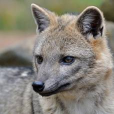 Майконг, или саванновая лисица (лат. cerdocyon thous)