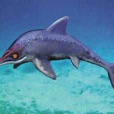 Новооткрытый ихтиозавр внешне напоминал дельфина