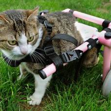 Любительница животных оплатила операцию и инвалидную коляску для кошки