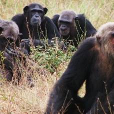 Шимпанзе не могут сдержать эмоций из-за неудач