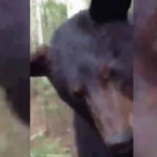 Охотник снял на видео свое спасение от медведя