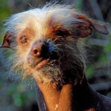 Американцы готовятся к конкурсу на самую уродливую собаку мира 2013