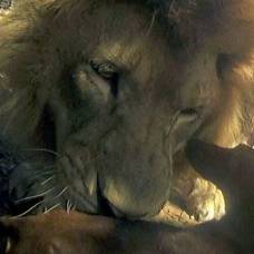 Дружба между маленькой собачкой и огромным львом