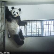 В китае панды изнывают от жары
