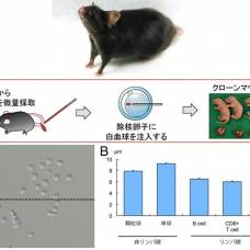 Японские ученые клонировали мышь из одной капли крови