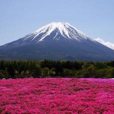 Японские поля с цветущей шиба-закура (shibazakura)