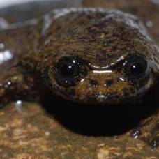 Калимантанская барбурула – лягушка, не имеющая легких