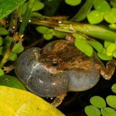 Самки южноамериканских лягушек оценивают потенциального жениха на глаз, и на слух