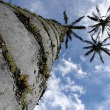 Целоксилон андийский - самая высокая пальма в мире