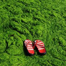 Зеленые водоросли заполонили восточное побережье китая