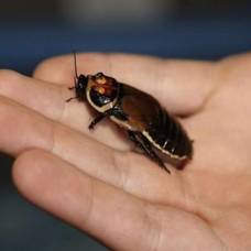 Студент решил разводит редких тараканов, чтобы оплатить учебу в университете