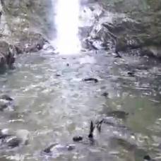 Детеныши тюленей играют у водопада