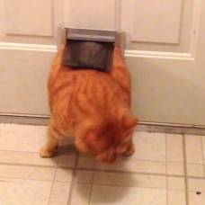 12-Килограммовый кот, похожий на гарфилда, рассмешил пользователей  youtube
