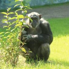 Шимпанзе, жившие в изоляции 30 лет, наконец, выпустили на свободу