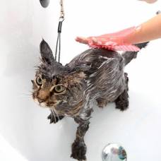 Как правильно помыть кошку