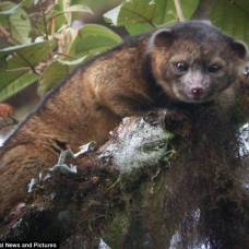 Открыт новый вид хищного млекопитающего - котомедведь олингито
