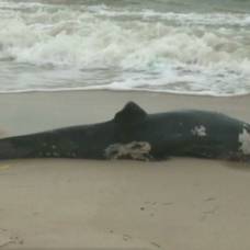 На восточном побережье сша найдено 228 погибших дельфинов