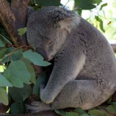 Интересные факты о коала