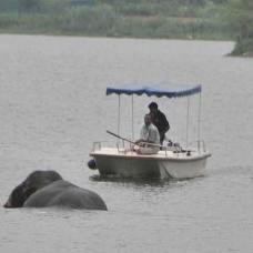 Индус уговорил тонущую слониху выйти на берег