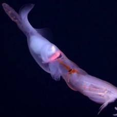 Глубоководный кальмар ловит добычу на живца