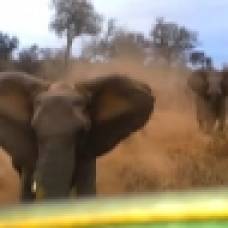 Слониха напала на джип гида по сафари