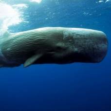 Как киты защищаются от солнечных ожогов