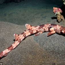 Обнаружен новый вид акул, гуляющий по морскому дну в поисках добычи