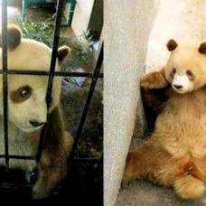 Не все панды черно-белые
