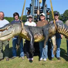 В миссисипи поймали аллигатора с рекордным весом