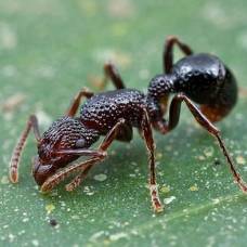 Муравьи-Наёмники защищают гнёзда муравьёв-листорезов от вторжений