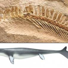Мозазавры обладали мощными хвостами, как у современных белых акул