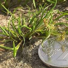 В тюмени нашли редкий вид растения, исчезнувшего 100 лет назад