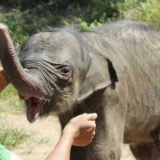 Слоненок проплакал 5 часов из-за разлуки с матерью
