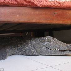 Гигантская рептилия провела ночь под кроватью у ничего не подозревавшего англичанина