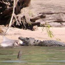 Турист стал свидетелем схватки крокодила с акулой