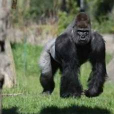 Неуживчивую гориллу по кличке патрик выселяют из зоопарка