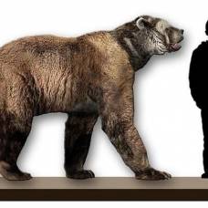 10 самых больших животных живших на нашей планете
