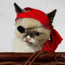 Котенку-Пирату из приюта решили подыскать новых хозяев