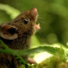 Самцы поющих мышей отпугивают своими песнями непрошенных гостей