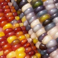 Индейские фермеры вырастили уникальную разноцветную кукурузу