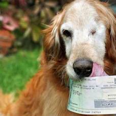 Американец был вынужден копаться в собачьих испражнениях, чтобы восстановить денежные купюры
