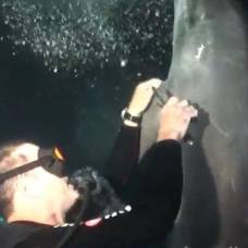 Попавший в беду дельфин попросил у дайверов помощи